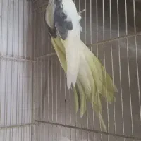 جفت‌عروس‌هلندی‌کارداده‌شش‌تخم