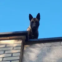 سگ مالینویز  نر|سگ|دماوند, گیلاوند|دیوار