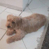 سگ تریر|سگ|تهران, تاکسیرانی|دیوار