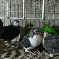 ساده و ریش|پرنده|فاضل آباد, |دیوار