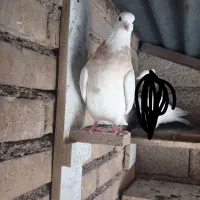 طوقی ماده
