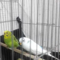 فروشی توافقی یا معاوضه با عروس هلندی