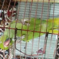 ملنگو|پرنده|شوشتر, |دیوار