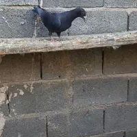 کفتر  کشکی سینه|پرنده|شیراز, بید زرد|دیوار