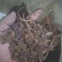 کشمش افتابی|خوردنی و آشامیدنی|بهار, |دیوار