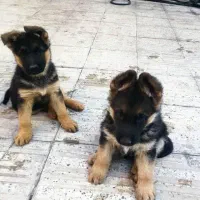 توله ماده ژرمن شپرد اصیل|سگ|محمدشهر, محمدشهر|دیوار