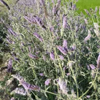 پونه|خوردنی و آشامیدنی|بروجرد, |دیوار