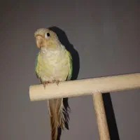 طوطی گرینچیک نر دستی بازیگوش حدودا ۶ ماهه با قفس|پرنده|ملارد, |دیوار