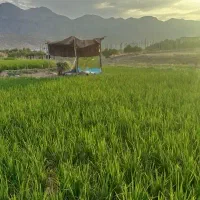 فروش ۳۰من برنج چمپا میلاس درجه یک  خوش طعم و خش نو