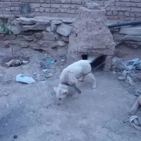 توله سگ عراقی