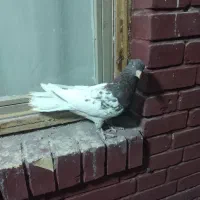 کله سرخ عطیقه