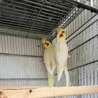 عروس هلندی لوتینو زعفرانی|پرنده|ابهر, |دیوار