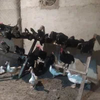 مرغ و خروس مرندی اصل