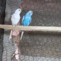 یک جفت مرغ عشق سالم وسرحال
