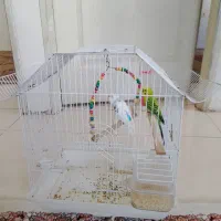 دو عدد مرغ عشق همرا با قفس ۸۰۰هزار تومن