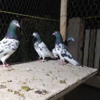 کبوتر تیدی پاکستانی|پرنده|شاهین‌شهر, شهرک سایت|دیوار