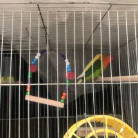 دو عدد کوتوله برزیلی