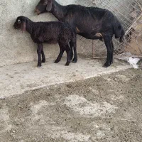 گوسفندجوان قره قزل بابره ماده جنس