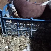 یک عدد نرفروشی|پرنده|یزد, |دیوار