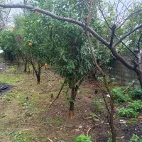 واجارگاه ۱۱۸ متر زمین بلوار دانشگاه|فروش زمین و ملک کلنگی|واجارگاه, |دیوار