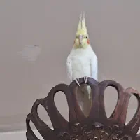 گمشدن دوعددعروس هلندی