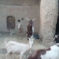 تکه از جنس کاموری|حیوانات مزرعه|بجستان, |دیوار