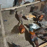 فروش مرغ و خروس لاری|حیوانات مزرعه|سردشت, |دیوار