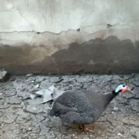 یک جفت خروس و مرغ مصری به شرط تخم گذاری