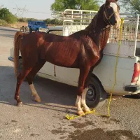 نریون|اسب و تجهیزات اسبسواری|دزفول, |دیوار