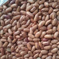لوبیا چیتی زیر قیمت بازار