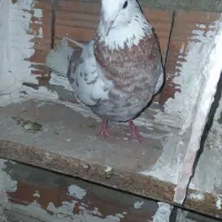 کبوتر تکپر قلمکار مست مست نر