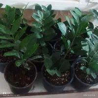 گل های زامفولیا