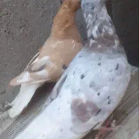 کفتر|پرنده|مشهد, عامل|دیوار