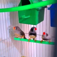 ۲ جفت فنچ لپ سیاه و یه جفت نرگسی