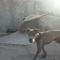 واگذاری سگ نژاد خوب|سگ|زاهدان, |دیوار