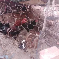 مرغ و خروس  سالم مریضی ندارند