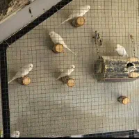 مرغ عشق هلندی