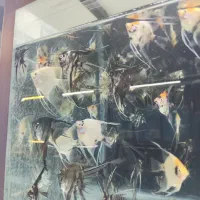 انواع ماهیان اکواریومی(گیاه خوار و گوشت خوار)