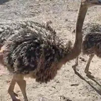 شترمرغ|حیوانات مزرعه|فریمان, |دیوار