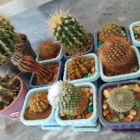 کاکتوس|گل و گیاه طبیعی|ترکمانچای, |دیوار