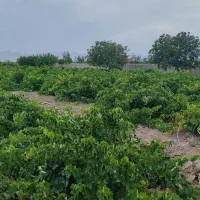 یک-هکتار-باغ-انگور-قطره-ای