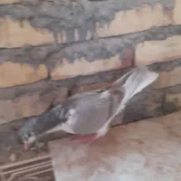 کبوتر سینه ای و اصفهانی|پرنده|مهریز, |دیوار