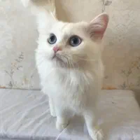 دوتا گربه ماده پرشین