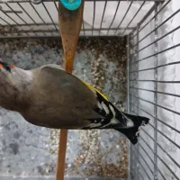 سهره نر دو رگ|پرنده|تهران, مطهری|دیوار