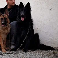 ژرمن بلک شولاین جفت یابی