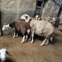 قوچ پلنگی|حیوانات مزرعه|خنداب, |دیوار