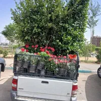 خدمات باغبانی گلکاری چمن کاری باغچه کاری|خدمات باغبانی و درختکاری|شهریار, |دیوار