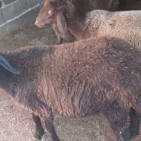 نر بره و ماده افشاری