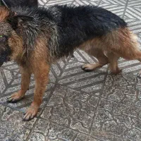سگ ژرمن کلاسیک