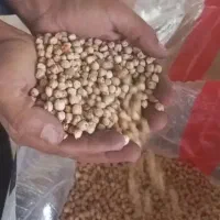 فروش عمده نخود ممتاز کرمانشاه مخصوص فلافل